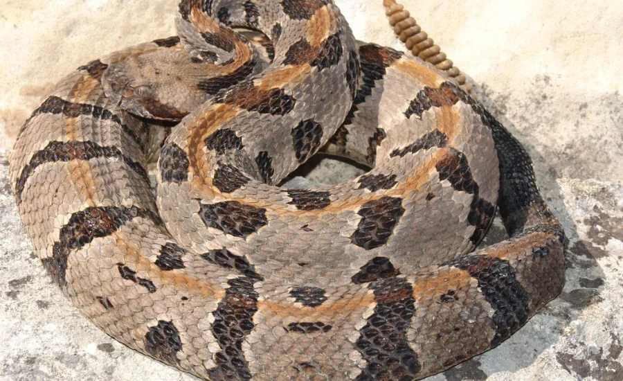 Herp highlights episode timber rattlesnake kinship analysis
